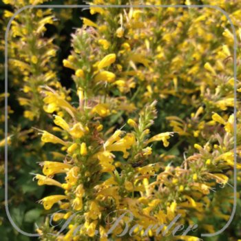 Agastache 'Kudos Yellow'