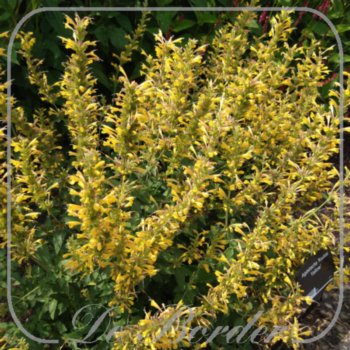 Agastache 'Kudos Yellow'