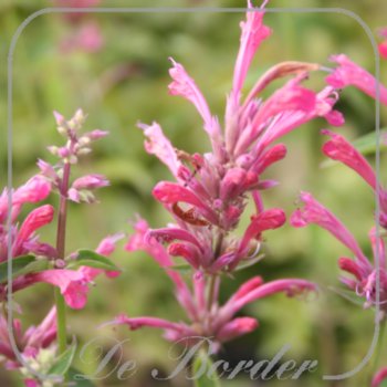 Agastache 'Red Fortune' --