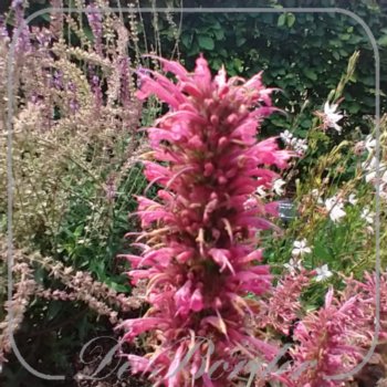 Agastache 'Morello'