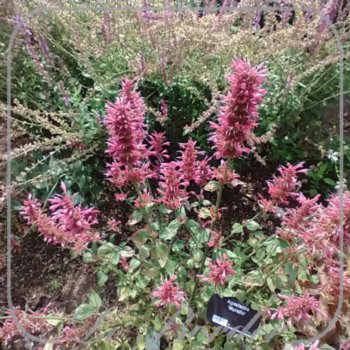 Agastache 'Morello'
