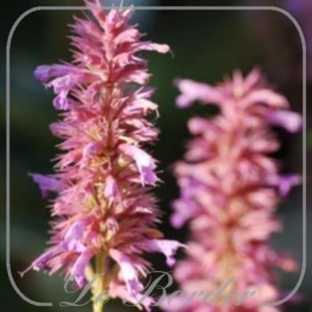 Agastache 'Pink Perfume'