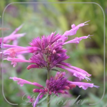 agastache-rosie-posie-735 Agastache 'Rosie Posie'