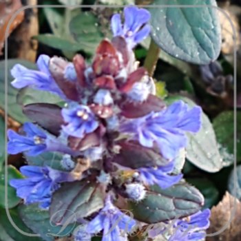 ajuga-reptans-mini-mahogany-402 Ajuga reptans 'Mini Mahogany'