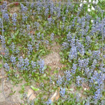 Ajuga tenorei 'Valfredda'