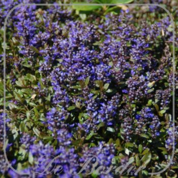 Ajuga tenorei 'Valfredda'