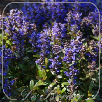 Ajuga tenorei 'Valfredda'