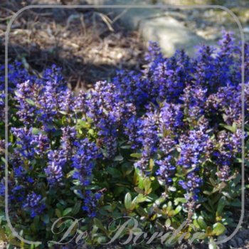 Ajuga tenorei 'Valfredda'