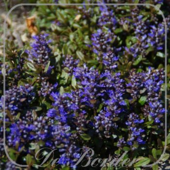 Ajuga tenorei 'Valfredda'