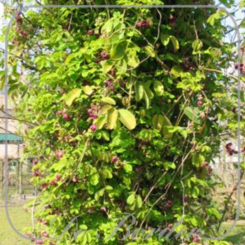 akebia-quinata-230 Akebia quinata