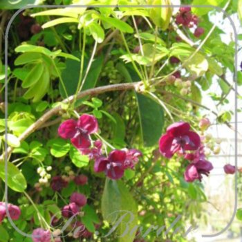 akebia-quinata-766 Akebia quinata