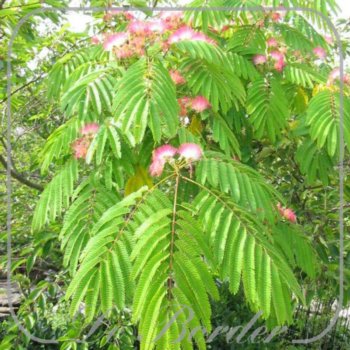 Albizia julibrissin 'Ombrella'