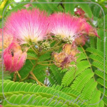albizia-julibrissin-ombrella-974 Albizia julibrissin 'Ombrella'