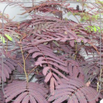 albizia-julibrissin-summer-chocolate-528 Albizia julibrissin 'Summer Chocolate'
