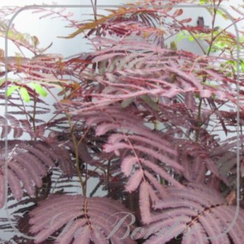 albizia-julibrissin-summer-chocolate-602 Albizia julibrissin 'Summer Chocolate'