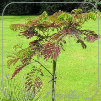 albizia-julibrissin-summer-chocolate-705 Albizia julibrissin 'Summer Chocolate'