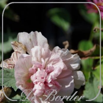 Alcalthaea suffrutescens 'Parkfrieden'