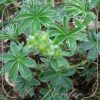 Alchemilla alpina