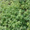 Alchemilla alpina