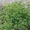 Alchemilla alpina