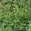 Alchemilla alpina