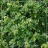Alchemilla alpina