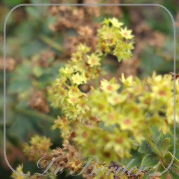 Alchemilla sericata 'Goldstrike'