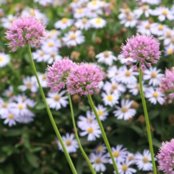 allium-serendipty-244 Allium 'Serendipty'