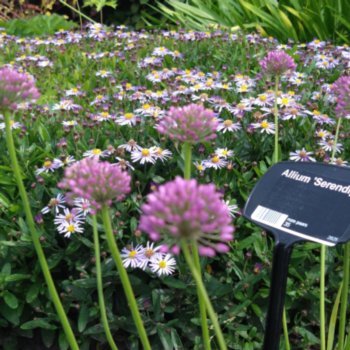 Allium 'Serendipty'