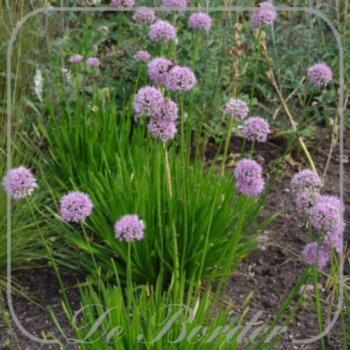 Allium 'Summer Beauty'
