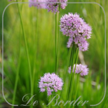 Allium 'Summer Beauty'