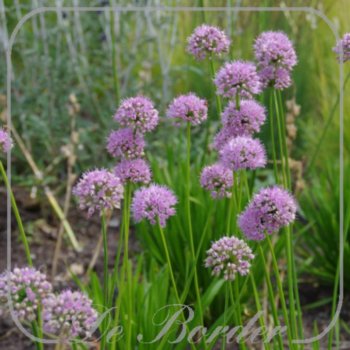 Allium 'Summer Beauty'