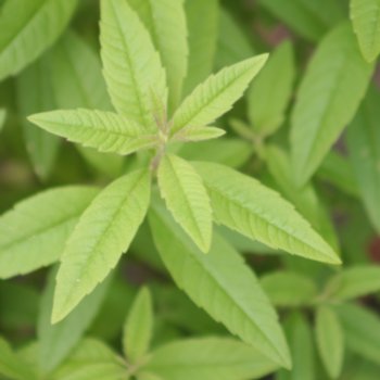 Aloysia triphylla 'Orange'
