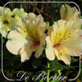 Alstroemeria 'Beach Valley'