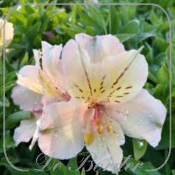 Alstroemeria 'Beach Valley'