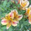 Alstroemeria 'Duchess Marie'