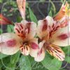 Alstroemeria 'Duchess Marie'
