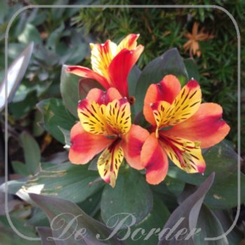 Alstroemeria 'Indian Summer'