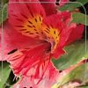 Alstroemeria 'Little Miss Tara'