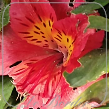 Alstroemeria 'Little Miss Tara'