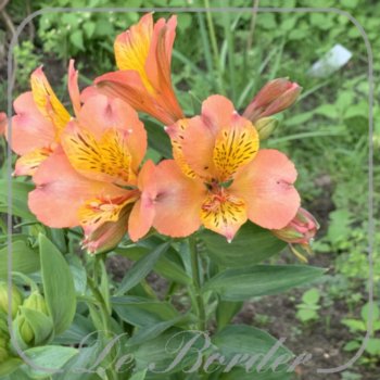 Alstroemeria 'Majestic Henri'