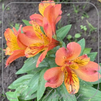 Alstroemeria 'Majestic Henri'