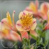 Alstroemeria 'Majestic Layon'