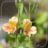 Alstroemeria 'Majestic Layon'