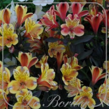 Alstroemeria 'Summer Breeze'