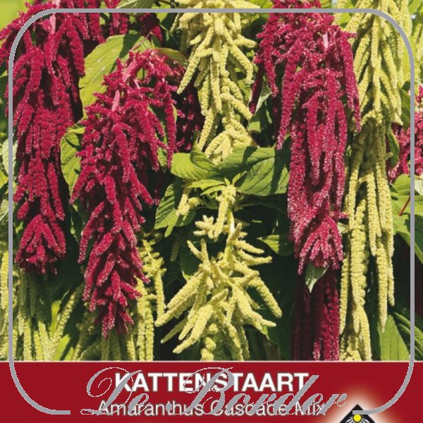 amaranthus-cascade-mix-100 Amaranthus Cascade Mix