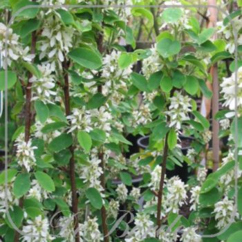 Amelanchier alnifolia 'Obelisk'