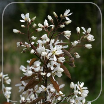 Amelanchier lamarckii