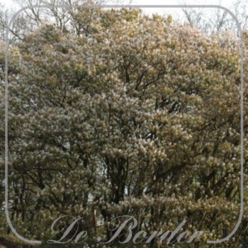 Amelanchier lamarckii