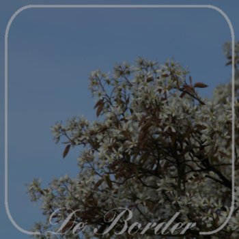 Amelanchier lamarckii